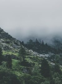 green-leafed-trees-during-fog-time-167684.jpg